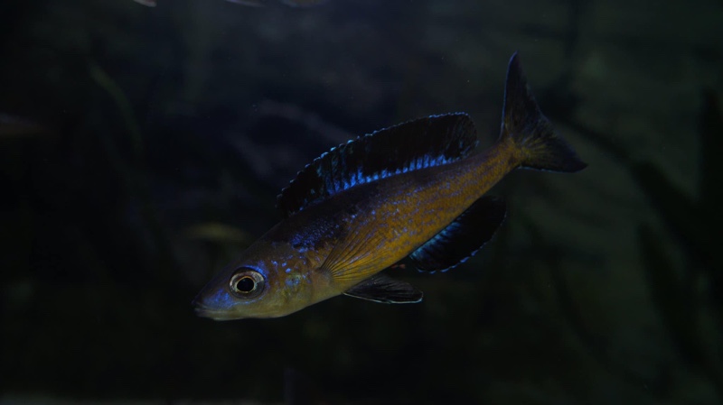 Cyprichromis microlepidotus 'Bilila (Kavala) Island'